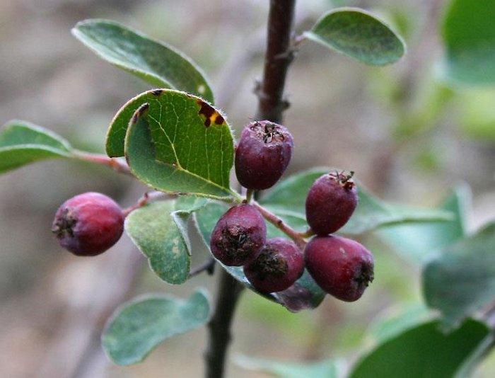Cotoneaster granatensis  -  ENDEMISMO IBERICO